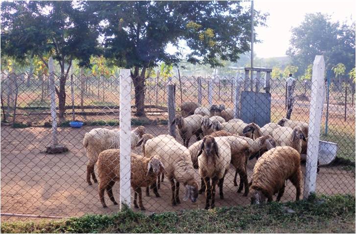 Sheep Deccani  unit